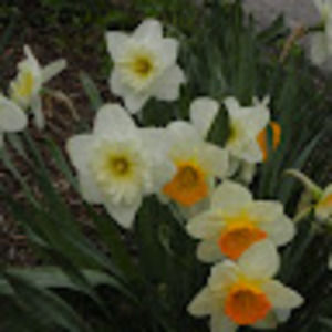 Meet your Posher, Jayne